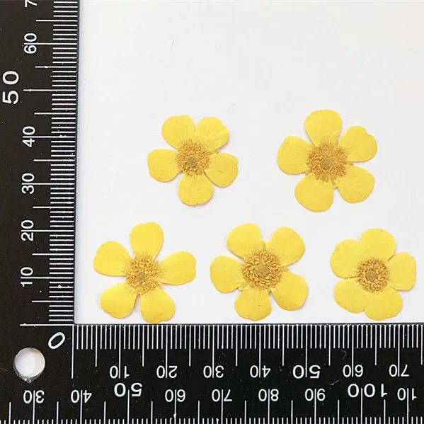 1.5-2cm/24pcs,Nature Real butt - đánh giá và giá Holiday Candle Set